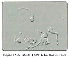 (בספר איור)